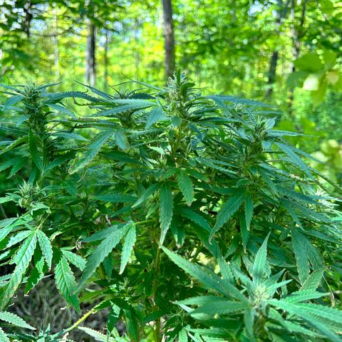 Origem desconhecida growlog timeline photo