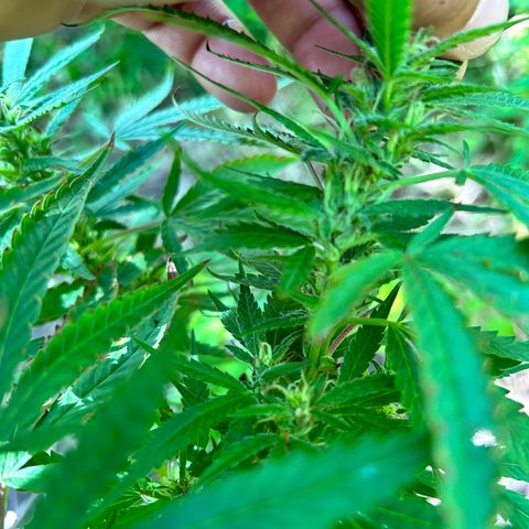Origem desconhecida growlog timeline photo