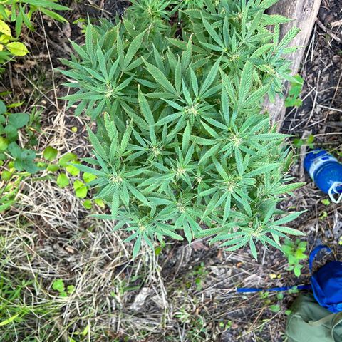 Origem desconhecida growlog timeline photo