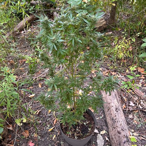 Origem desconhecida growlog timeline photo