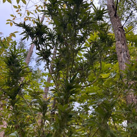 Origem desconhecida growlog timeline photo