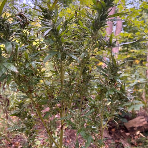 Origem desconhecida growlog timeline photo