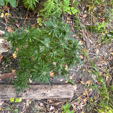 Origem desconhecida growlog timeline photo