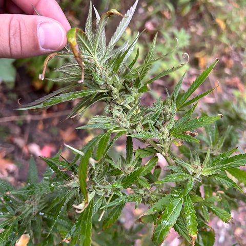 Origem desconhecida growlog timeline photo