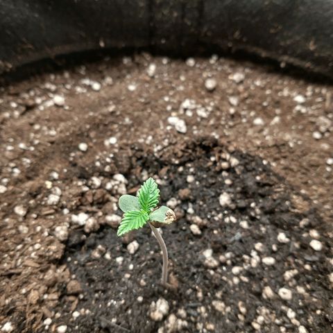 SKSR #1 growlog timeline photo