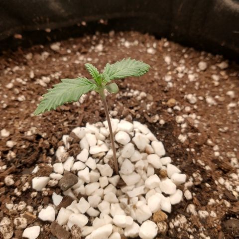 SKSR #1 growlog timeline photo