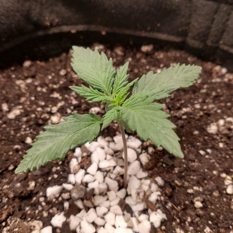 SKSR #1 growlog timeline photo