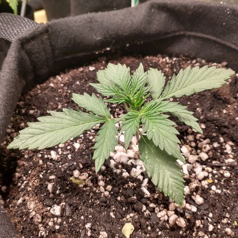 SKSR #1 growlog timeline photo