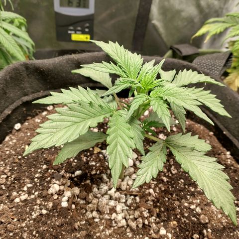 SKSR #1 growlog timeline photo