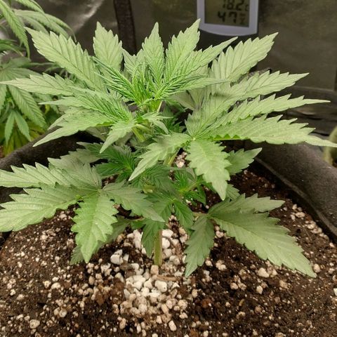 SKSR #1 growlog timeline photo