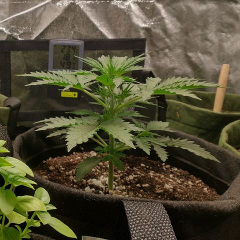 SKSR #1 growlog timeline photo