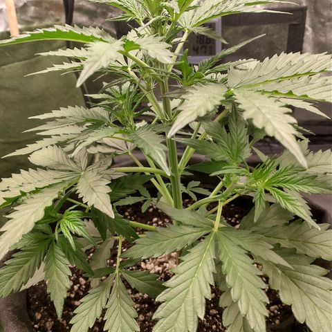 SKSR #1 growlog timeline photo