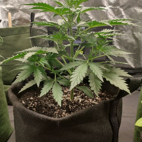 SKSR #1 growlog timeline photo