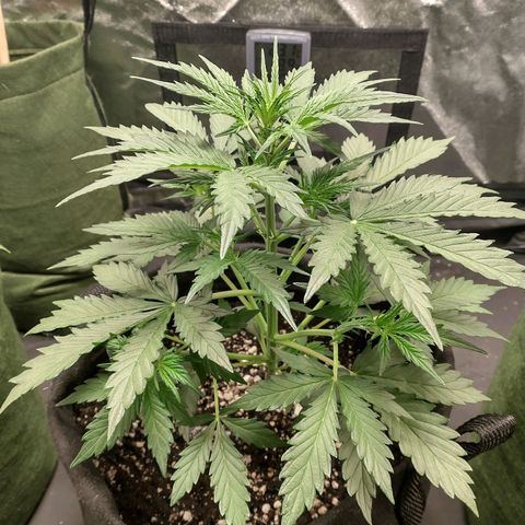 SKSR #1 growlog timeline photo