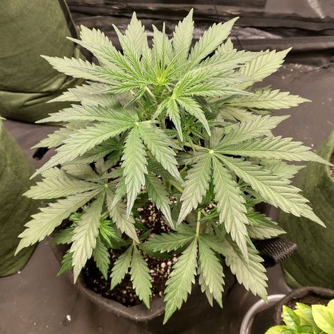 SKSR #1 growlog timeline photo