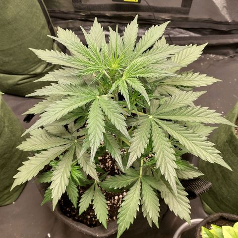 SKSR #1 growlog timeline photo