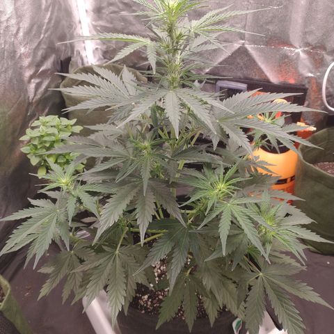 SKSR #1 growlog timeline photo