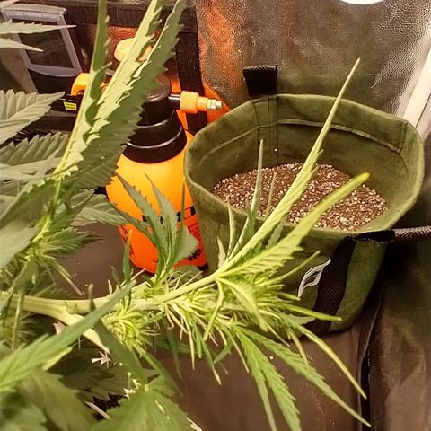 SKSR #1 growlog timeline photo