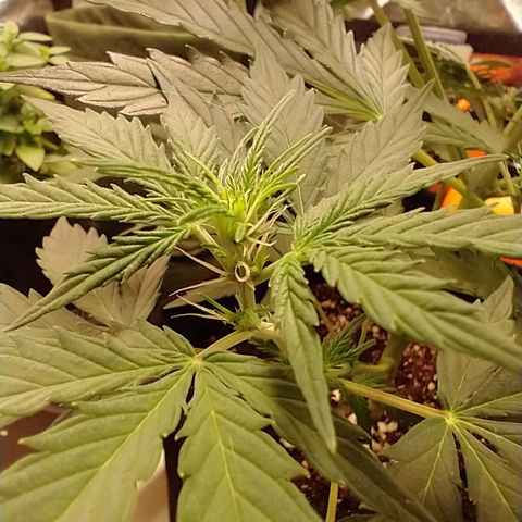 SKSR #1 growlog timeline photo