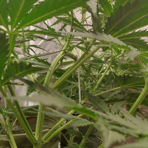 SKSR #1 growlog timeline photo