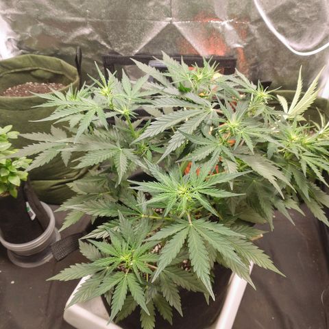 SKSR #1 growlog timeline photo