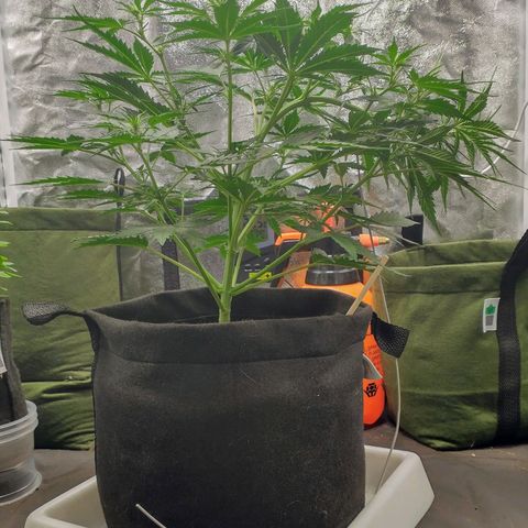 SKSR #1 growlog timeline photo