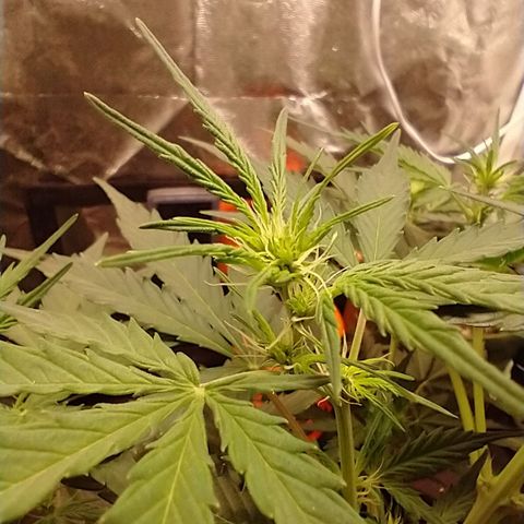 SKSR #1 growlog timeline photo