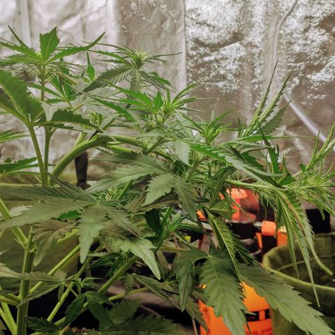 SKSR #1 growlog timeline photo