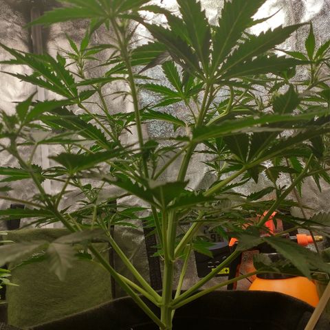 SKSR #1 growlog timeline photo