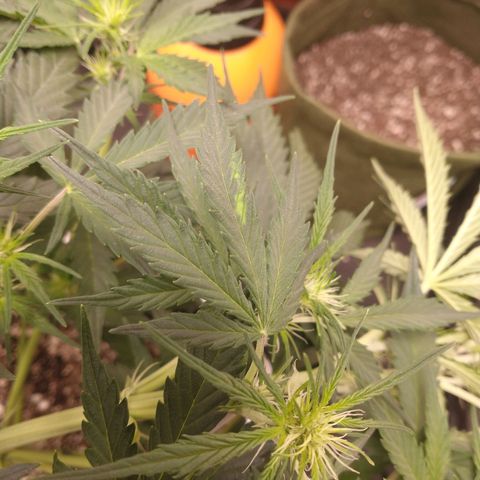 SKSR #1 growlog timeline photo