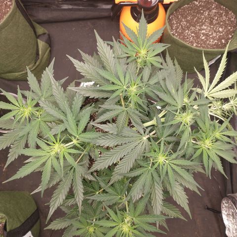 SKSR #1 growlog timeline photo