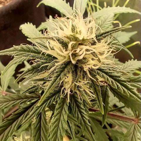 SKSR #1 growlog timeline photo