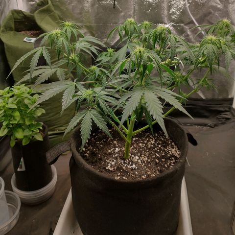 SKSR #1 growlog timeline photo