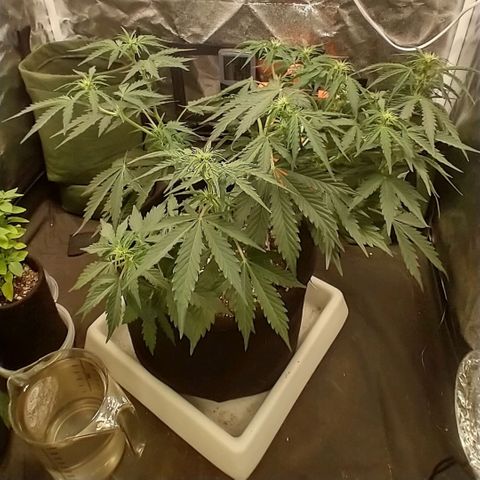 SKSR #1 growlog timeline photo