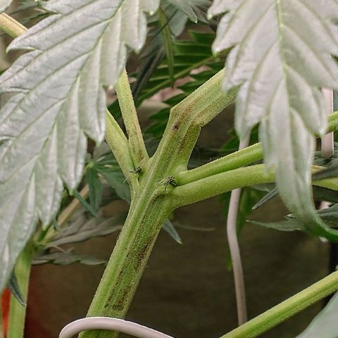 SKSR #1 growlog timeline photo