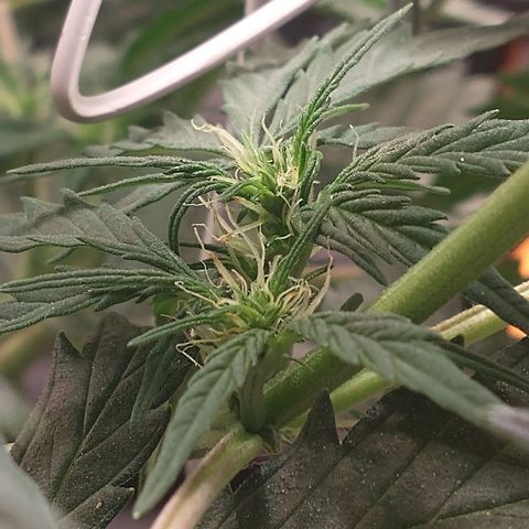 SKSR #1 growlog timeline photo