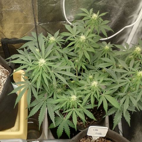 SKSR #1 growlog timeline photo