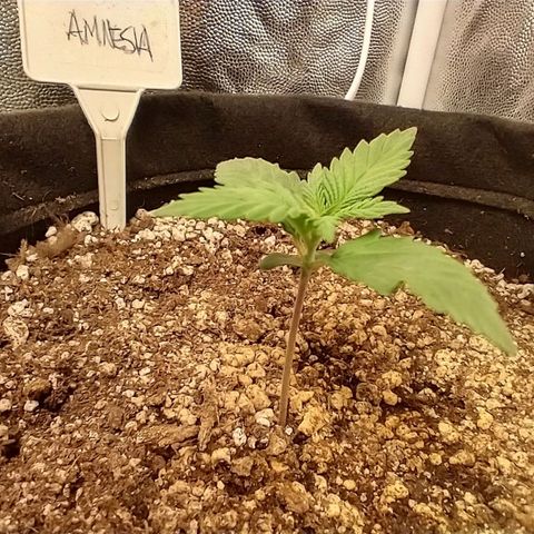 Amnesia Auto #1 growlog timeline photo