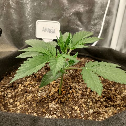 Amnesia Auto #1 growlog timeline photo