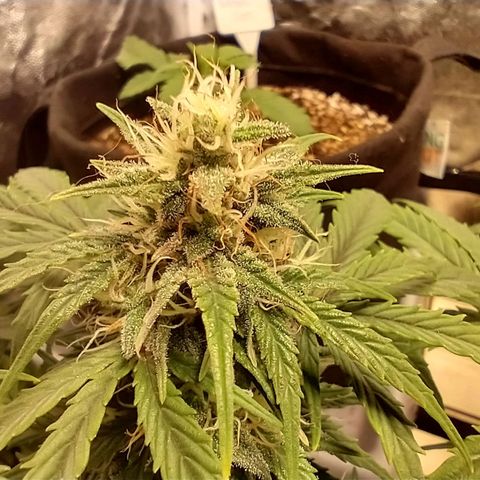 SKSR #1 growlog timeline photo