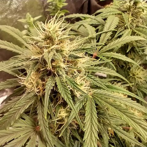 SKSR #1 growlog timeline photo