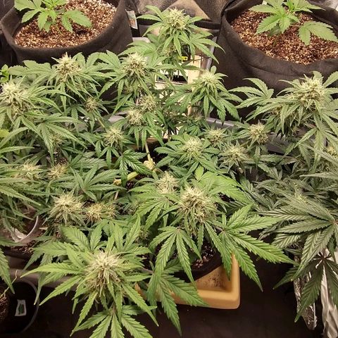 SKSR #1 growlog timeline photo