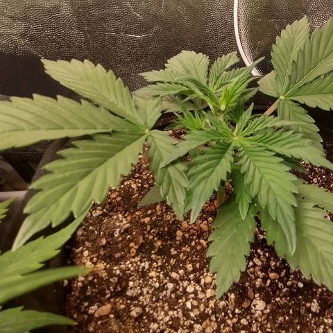 Amnesia Auto #1 growlog timeline photo