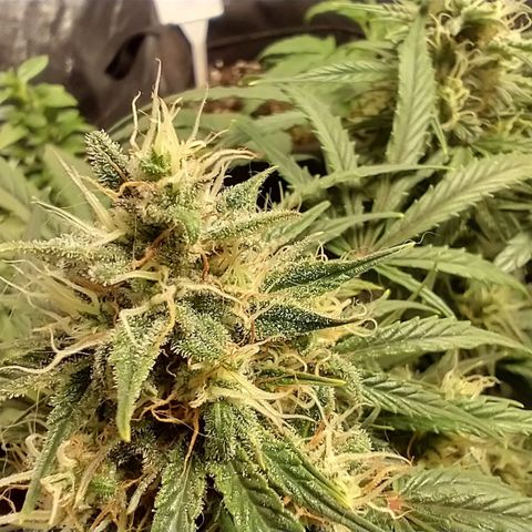 SKSR #1 growlog timeline photo
