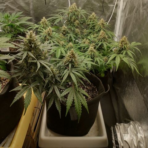SKSR #1 growlog timeline photo