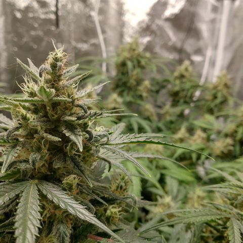 SKSR #1 growlog timeline photo