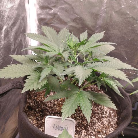 Amnesia Auto #1 growlog timeline photo