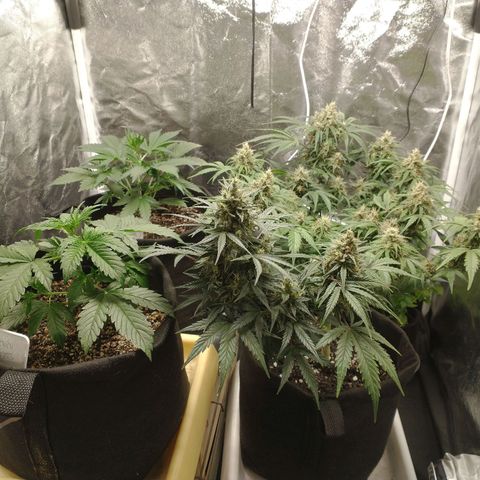 Amnesia Auto #1 growlog timeline photo
