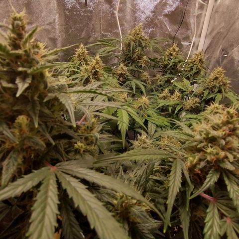 SKSR #1 growlog timeline photo