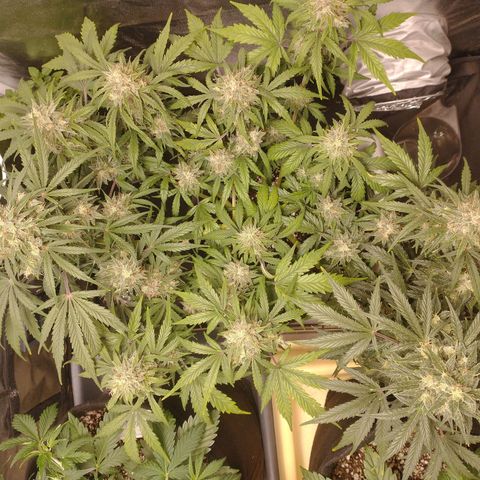 SKSR #1 growlog timeline photo
